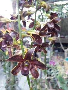 Dendrobium Keling