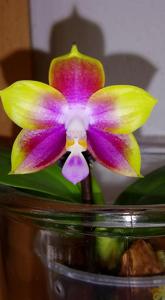 Phalaenopsis Mituo Reflex Dragon