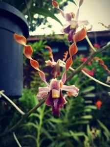 Dendrobium Brisbane River