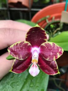 Phalaenopsis Mi Do