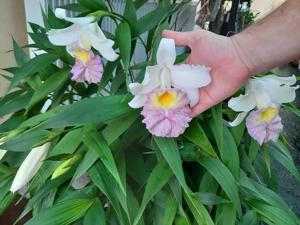 Sobralia Mirabilis