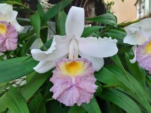 Sobralia Mirabilis