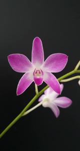 Dendrobium Samford Moondream