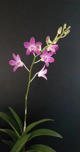 Dendrobium Samford Moondream