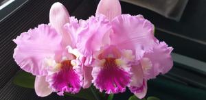 Rhyncholaeliocattleya Deception Grace