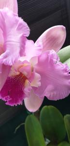 Rhyncholaeliocattleya Deception Grace