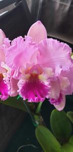 Rhyncholaeliocattleya Deception Grace