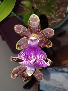 Zygopetalum Firewater