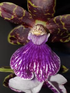 Zygopetalum Firewater