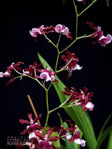 Oncidium Sharry Baby