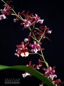 Oncidium Sharry Baby