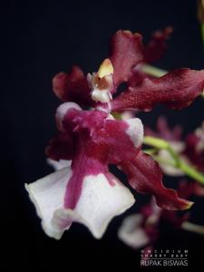 Oncidium Sharry Baby