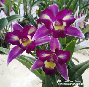 Rhyncholaeliocattleya Haw Yuan Beauty