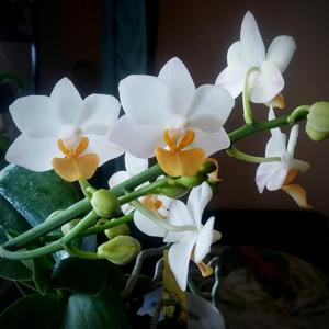 Phalaenopsis Liu's Triprince