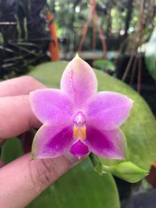 Phalaenopsis Penang Ruby