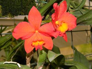 Cattleya Psyche