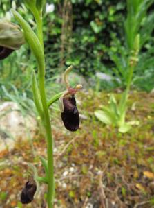 Ophrys apicula