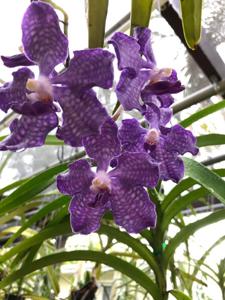 Vanda Violeta