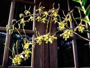 Dendrobium Sawadee