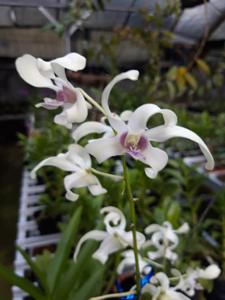 Dendrobium Batu Bersinar