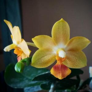 Phalaenopsis Yaphon Cupid