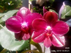 Phalaenopsis Zheng Min Xeme