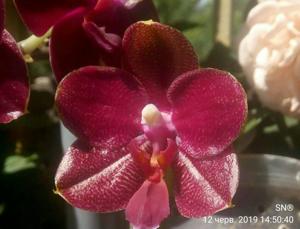 Phalaenopsis Zheng Min Xeme