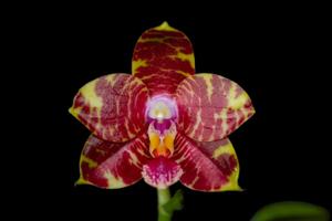 Phalaenopsis Zheng Min Zepplin