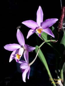 Laeliocattleya Chian-Tzy Ostelove