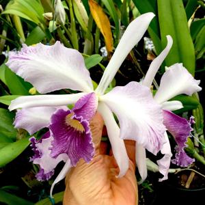 Cattleya Canhamiana