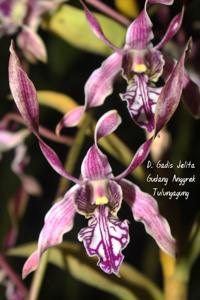 Dendrobium Gadis Jelita