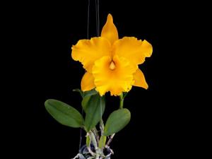 Rhyncholaeliocattleya Golden Diamond