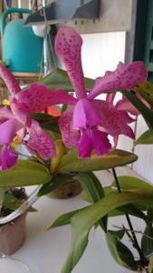 Cattleya Mareeba Summer