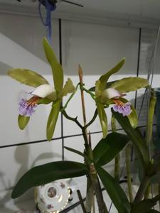 Cattleya JEM's Super Velutin