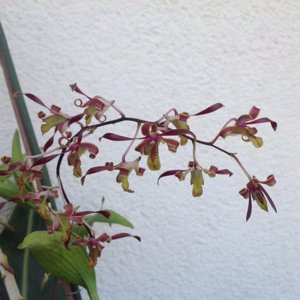 Dendrobium Jairak Fire Horn