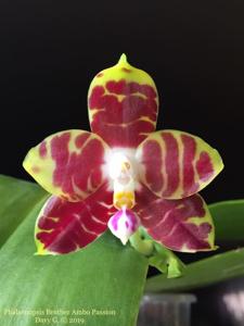 Phalaenopsis Brother Ambo Passion