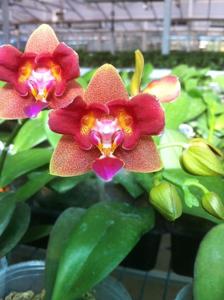 Phalaenopsis Lioulin Orange