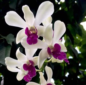 Dendrobium Woo Leng