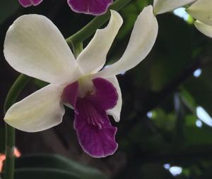 Dendrobium Woo Leng