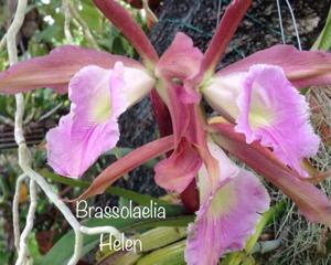 Rhyncholaeliocattleya Helen