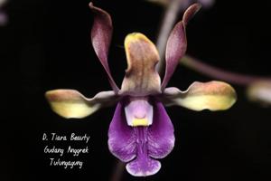 Dendrobium Tiara Beauty