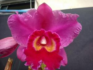 Rhyncholaeliocattleya Dream Circle