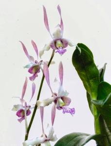 Dendrobium Alethea Michele Chew