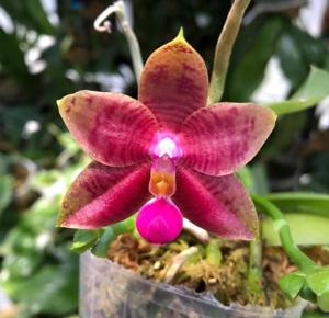 Phalaenopsis Princess Kaiulani