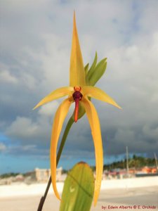 Bulbophyllum Wilbur Chang