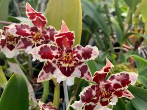 Oncidium Castle Issa