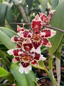 Oncidium Castle Issa