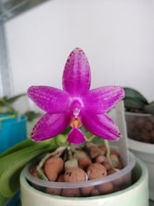 Phalaenopsis Teoh Tee Teong