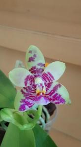 Phalaenopsis Malibu Heir-cornu-cervi-violacea