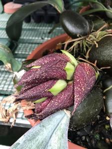 Bulbophyllum Herkules